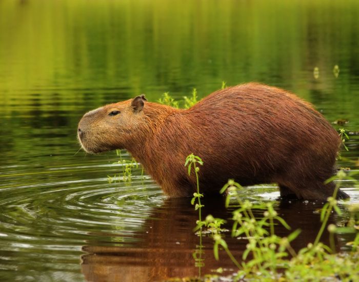 Capibara este un animal erbivor 
